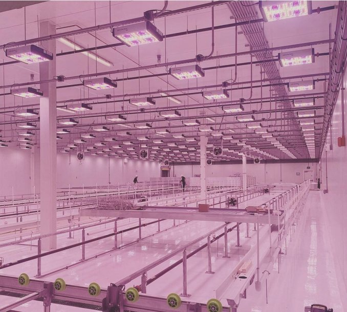 Modernste OSLON® Technologie von ams OSRAM von Revolution Microelectronics in der neuen futuristischen Anlage von GreenCare Collective für Pflanzenbeleuchtung eingesetzt